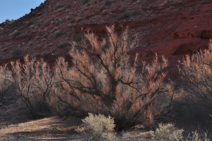 Paria Canyon Trail, Lee's Ferry, Arizona
